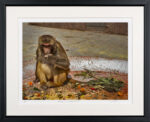 Monkey at Monkey Temple - Nancy Royden