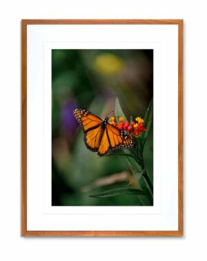 Chrysalis 004 - John Stephen Hockensmith