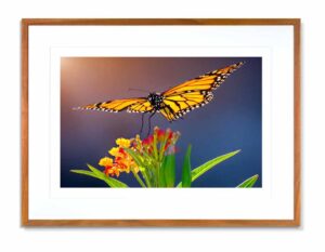 Chrysalis 014 - John Steven Hockensmith
