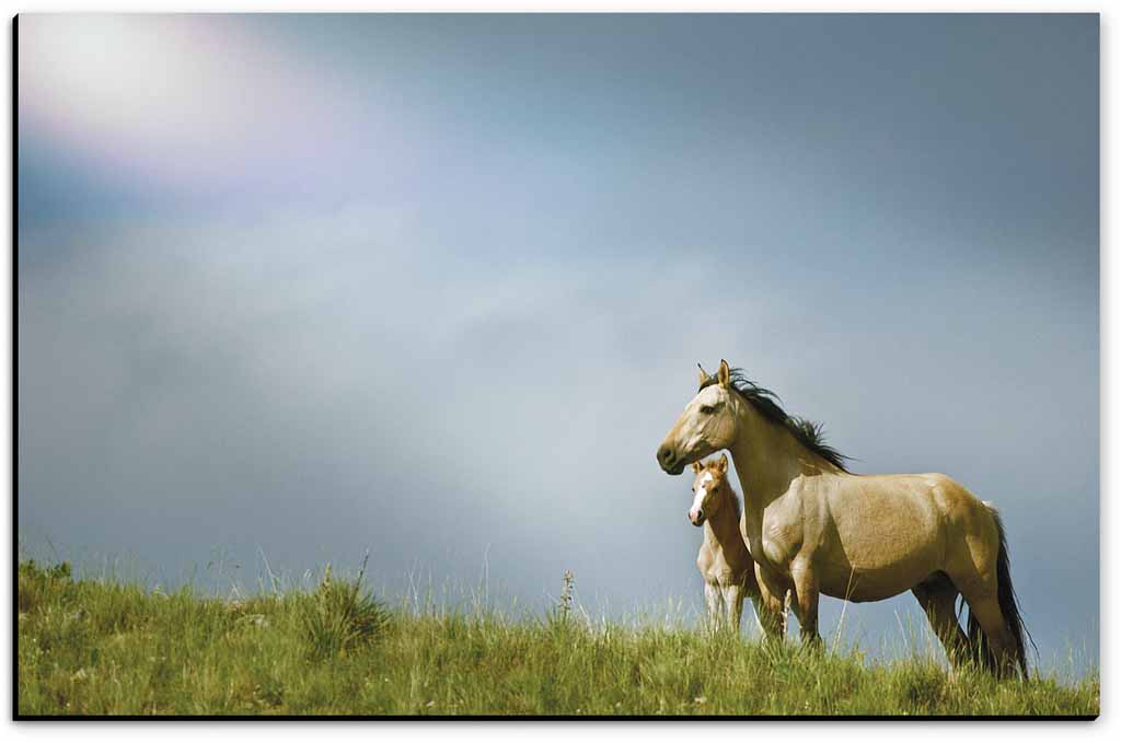 Mustangs on the Mesa - American Mustangs - John Stephen Hockensmith