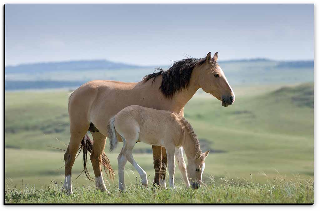 Mustang Mare and Foal - American Mustangs - John Stephen Hockensmith