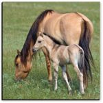 Mare and Foal with Dun Markings - American Mustangs - John Stephen Hockensmith