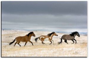 Mustang Stallions in First Snow - American Mustangs - John Stephen Hockensmith