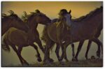 Return to Freedom - American Mustangs - John Stephen Hockensmith