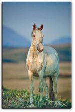 Navajo War God's Horse Song - American Mustangs - John Stephen Hockensmith