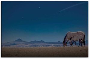 High Plains - American Mustangs - John Stephen Hockensmith