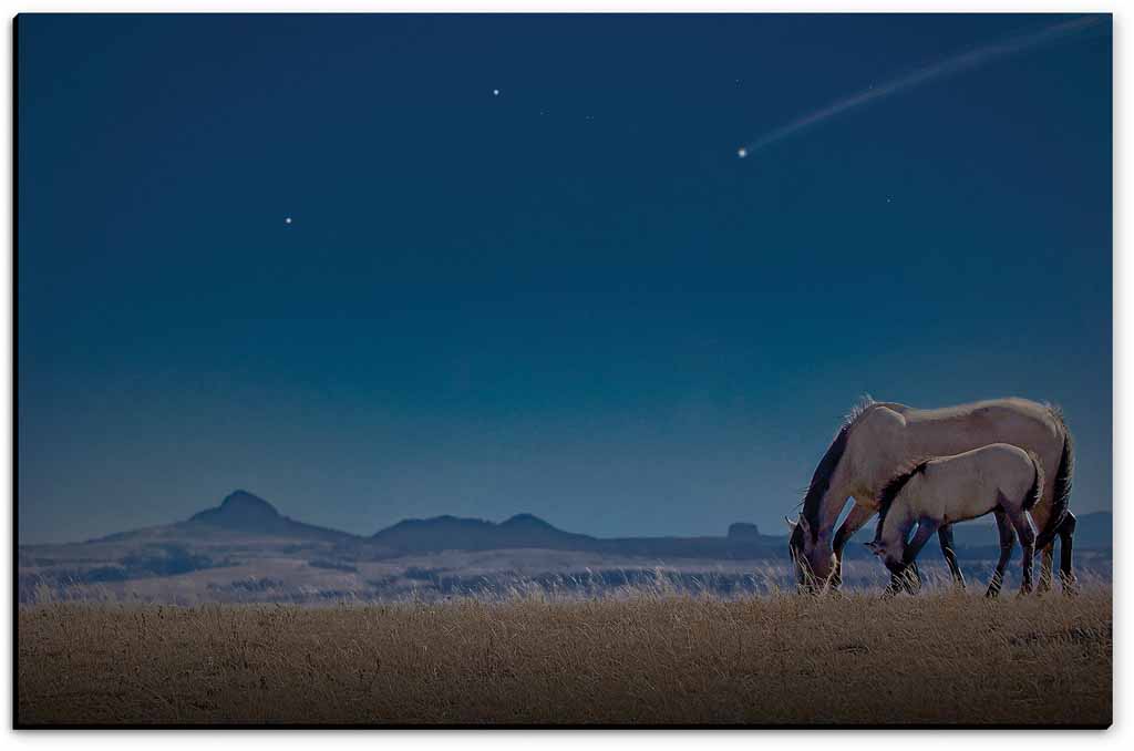 High Plains - American Mustangs - John Stephen Hockensmith
