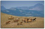Backbone of the Earth - American Mustangs - John Stephen Hockensmith