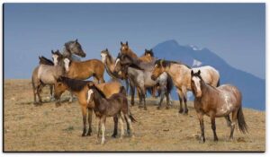 Family Group Mountaintop - American Mustangs - John Stephen Hockensmith