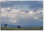 Spanish Mustangs in Blackfeet Nation - American Mustangs - John Stephen Hockensmith