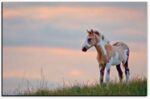 Paint Foal - American Mustangs - John Stephen Hockensmith