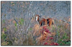 Choctaw Mare in Kiamichi Mountains - American Mustangs - John Stephen Hockensmith
