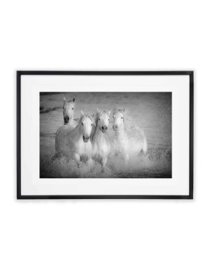 Quatre Chevaux Blancs