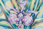 Mini Orchid 'Elua - Denice Dawn