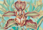 Mini Orchid 'Ekahi - Denice Dawn