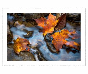 Orange Leaves in Stream - John Stephen Hockensmith