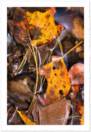 Creeks and Autumn Leaves - John Stephen Hockensmith
