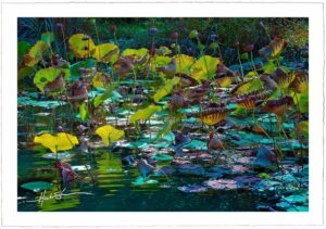 Lotus Pond - John Stephen Hockensmith