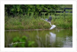 Harper Lane Egrets - John Stephen Hockensmith