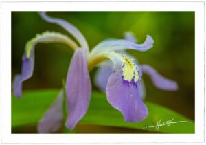 Crested Dwarf Iris - John Stephen Hockensmith