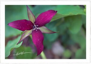 Red Trillium - John Stephen Hockensmith