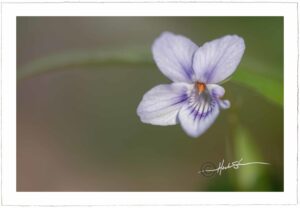 Viola Ovato - John Stephen Hockensmith
