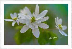 Wood Anemone - John Stephen Hockensmith