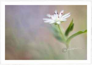 Chickweed - John Stephen Hockensmith
