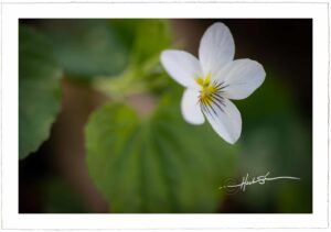 Woodland Strawberry - John Stephen Hockensmith