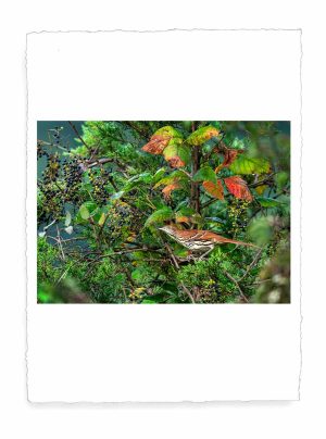 Brown Thrasher