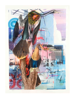 Anhinga Print