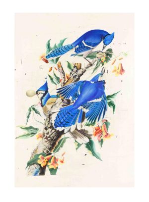 Blue Jays Print