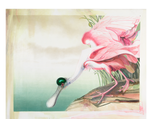 Emerald Crested Spoonbill Print
