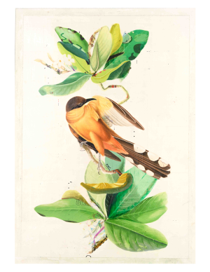 Mangrove Cuckoo Print