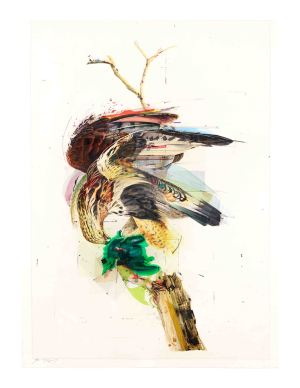 Rough Legged Falcon Print