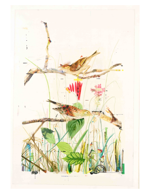 Savannah Sparrow Print