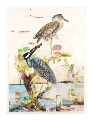 Yellow Crowned Night Heron Print
