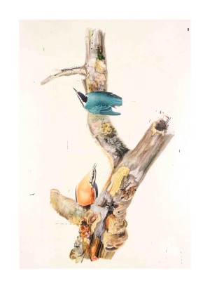 Red Breasted Nuthatch Print