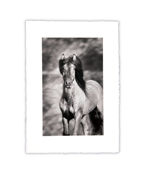 Equine Dreams 001