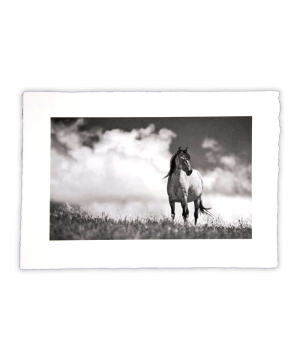 Equine Dreams 010