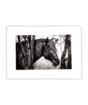Equine Dreams 011