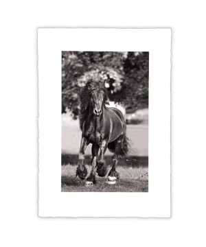 Equine Dreams 012