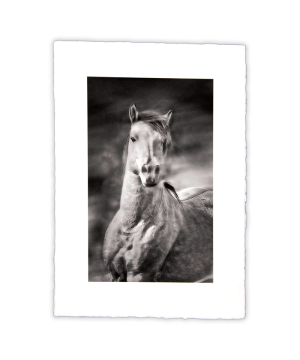 Equine Dreams 013
