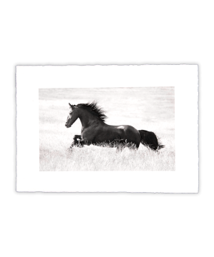 Equine Dreams 014