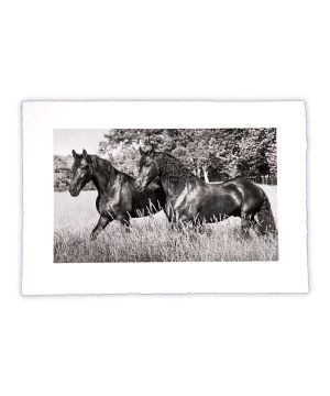 Equine Dreams 015