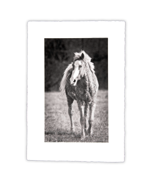 John Stephen Hockensmith captures an Equine Dream on Bizan white handmade Awagami paper, emphasizing blurs and soft shadows in black and white.