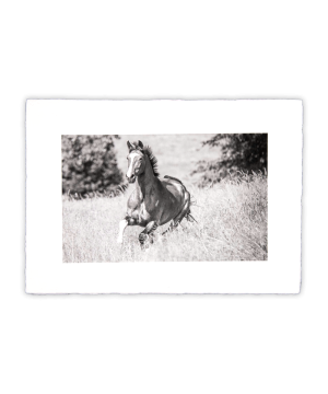 Equine Dreams 002