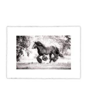 Equine Dreams 003