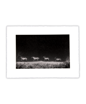 Equine Dreams 004