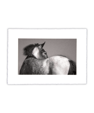 Equine Dreams 005